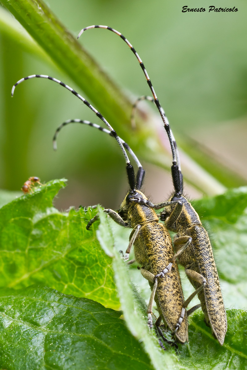Agapanthia-villosoviridescens maschio e femmin da confermare